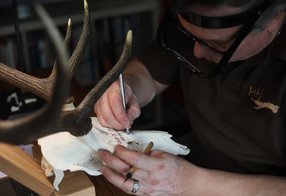 Beschriftung eines Hirschschädels