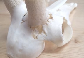 Reparatur des Rosenstockes