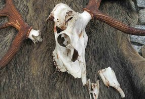 Schlecht abgekochter Fallhirsch mit Schädelbruch