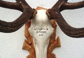 Starker Ungarnhirsch