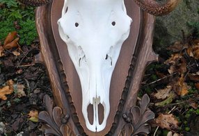 Beschriftung auf dem Trophäenbrett