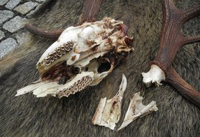 Fallhirschschädel mit Fragmenten 