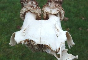 Frontansicht einer Bocktrophäe ohne Nasenbein