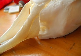 Schädel mit Ersatzteil