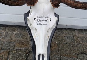 Hirsch aus Ostpreussen