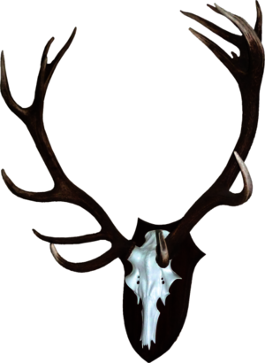 Verschiedene Abwurfstangen auf einem Alu-Schädel Abwurfstangen von unterschiedlichen Hirschen auf einem Alu-Schädel