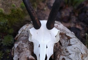 Fertig reparierte Trophäe einer Gams