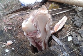 Beschädigte Keilerwaffen