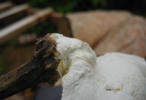 Pendelstange wird eingepaßt