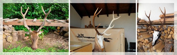 Bearbeitung eines Basthirsches Bearbeitung eines Basthirsches