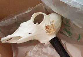 Gams mit Schädelbruch