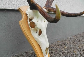 Reparierter Fallhirsch / Seitenansicht