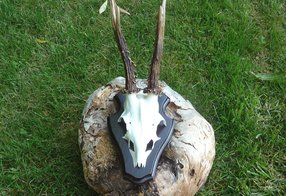 Restaurierte Falltrophäe