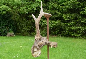  Falltrophäe eines Rehbocks